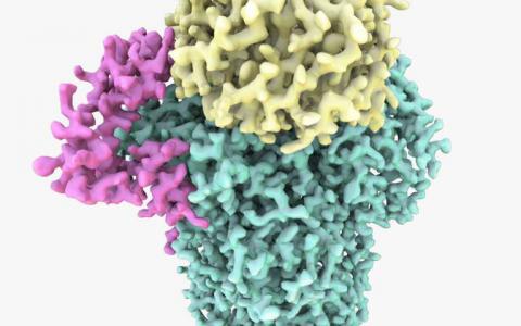 科学家揭示了对基因表达至关重要的蛋白质结构