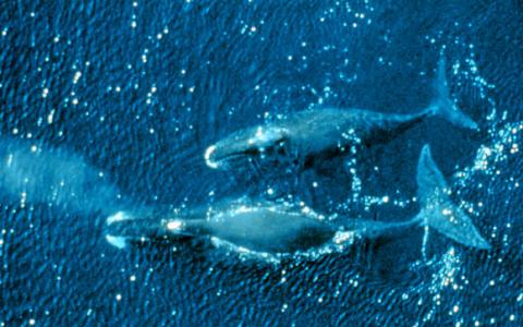 科学家对鲸鱼的基因组进行测序