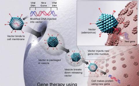 人类基因治疗的重新定位新的和改进的腺病毒载体