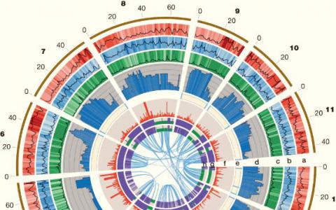 遗传研究人员对巨桉的基因组进行序列分析