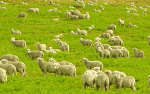 国内绵羊基因组测序