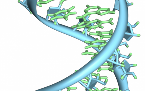 研究人员设计CRISPR编辑人类细胞中的单个RNA字母