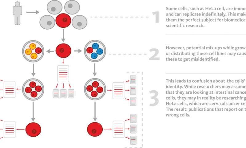 细胞系错误识别如何污染科学文献