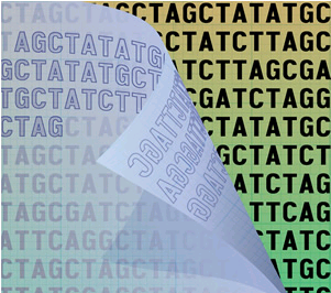 多任务DNA人类基因组中的双重密码子