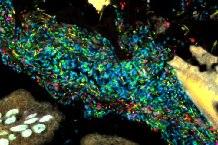微生物组成像技术揭示了肠道细菌的混合组织