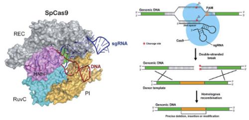 建立全基因组的细菌基因图谱 这对于有益微生物对植物的定殖至关重要