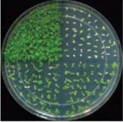 植物中的新甲基化途径