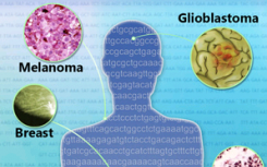 随着基因组学突破癌症墙研究人员开辟了新的治疗途径