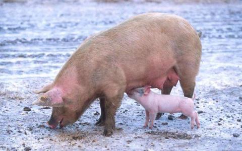 使用CRISPR制造更温暖 脂肪更少的猪