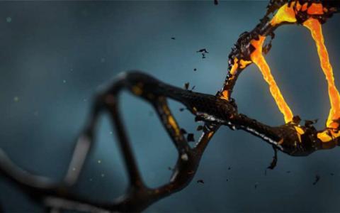 非编码DNA的重复可能影响人类特异性状的进化