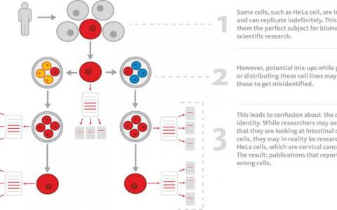 细胞系错误识别如何污染科学文献