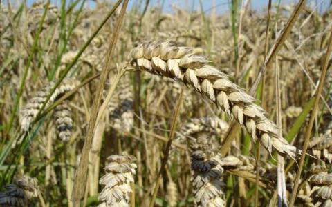 研究人员确定基因以帮助杂交小麦育种