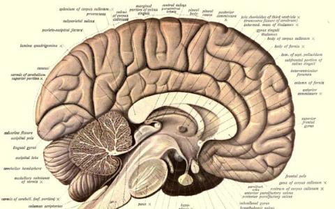 遗传科学家确定人类大脑发育的关键基因