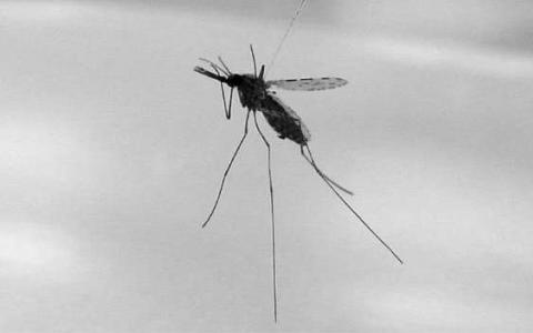基因驱动器有可能抑制蚊子数量 但抗性蚊子会出现
