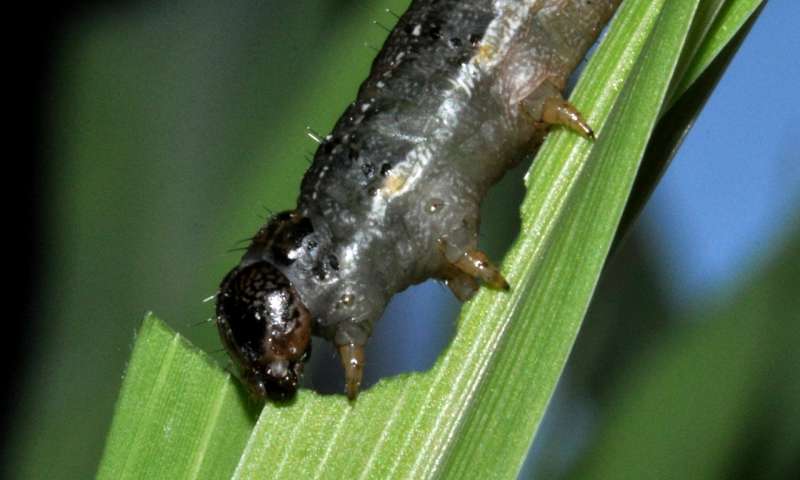 科学家解读了秋季粘虫的基因组 这是一种侵入非洲的蛾类害虫