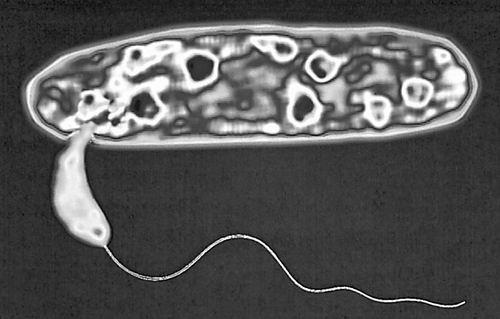 囊性纤维化患者肺部微生物组研究中发现的掠食性细菌