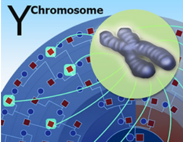人类起源的X和Y使用Y染色体测序数据探索人类进化