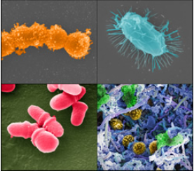 人类微生物组会议突出了已经开始重要的领域的研究进展