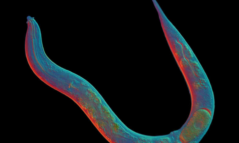 科学家对无性细小的蠕虫进行了测序  其细胞系延伸了1800万年
