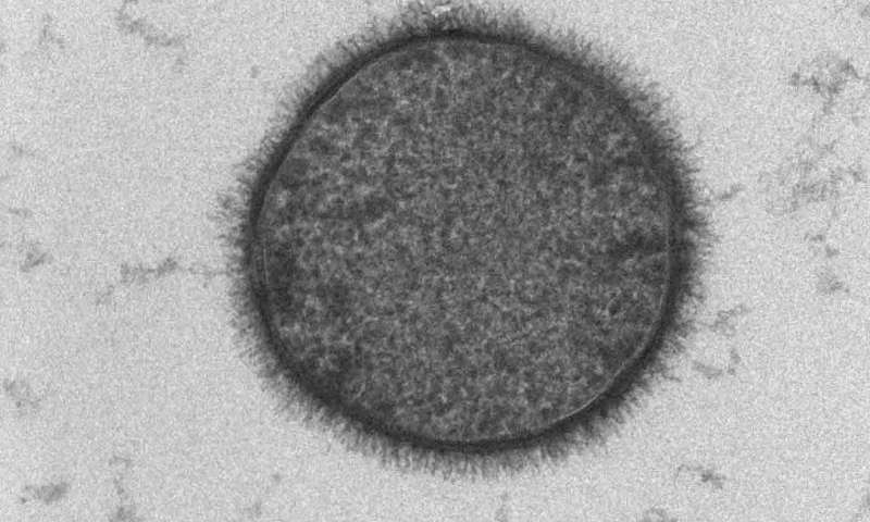 研究人员发现了定制蛋白质界面的分子附加物