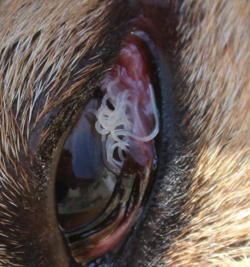 寄生虫眼感染会对英国犬造成严重威胁