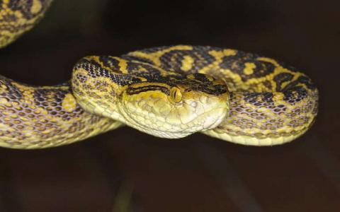 冲绳pit蛇基因组显示蛇毒的进化