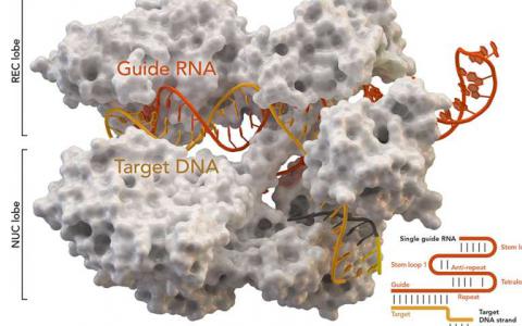 金纳米粒子用于替代新的CRISPR方法中的病毒