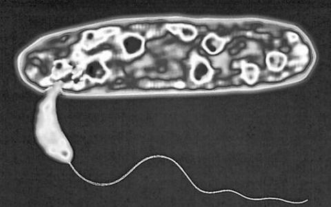 囊性纤维化患者肺部微生物组研究中发现的掠食性细菌