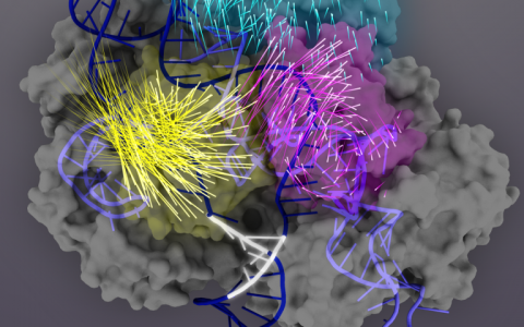 发现有助于提高CRISPR-Cas9基因编辑的准确性