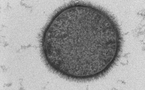 研究人员发现了定制蛋白质界面的分子附加物