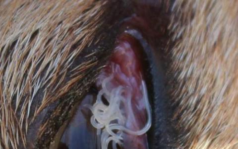 寄生虫眼感染会对英国犬造成严重威胁