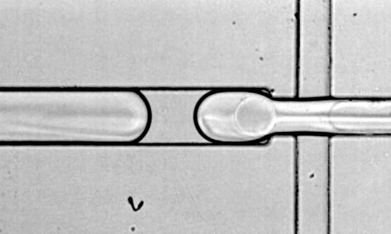 Human Cell Atlas希望揭开隐藏在我们基因中的神秘面纱