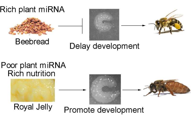 根据其饮食中的植物microRNA 蜜蜂成为工人或蚁后