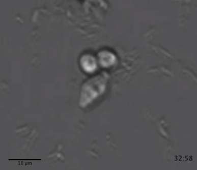 细菌蛋白质作为choanoflagellates的春药