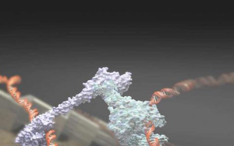 染色体运动发现支持DNA环挤出