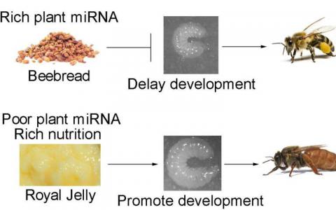 根据其饮食中的植物microRNA 蜜蜂成为工人或蚁后