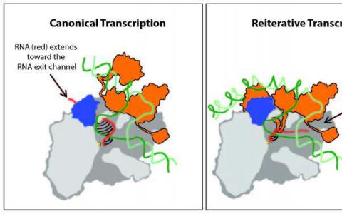 晶体结构揭示了非标准RNA转录的细节