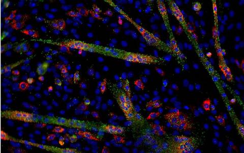 首次整合人原代细胞中microRNA表达的图谱