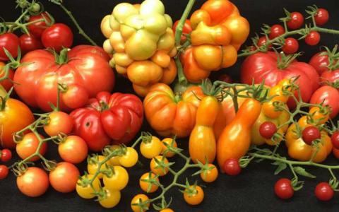 研究人员描述了制作大而丰满的西红柿的基因