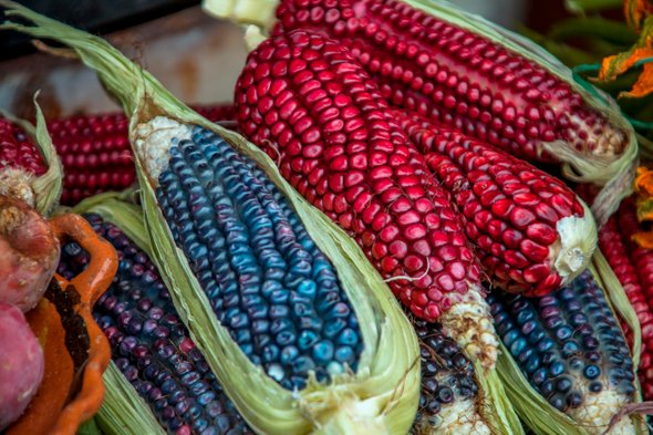 墨西哥的小农户保持玉米的遗传多样性