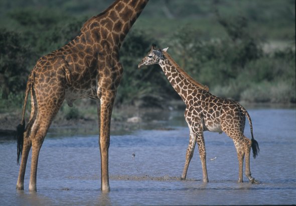 妈妈的基因让一些长颈鹿难以发现