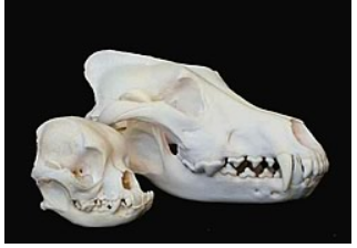 NHGRI研究人员提供有关狗头骨变异遗传学的见解