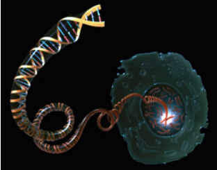 测序单细胞基因组的力量