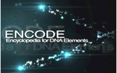 ENCODE数据描述了人类基因组的功能