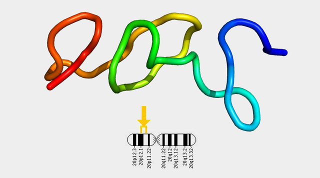 科学家发现刺激人类骨骼生长的蛋白质