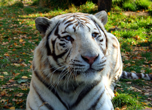 遗传研究人员解决了白虎的神秘面纱