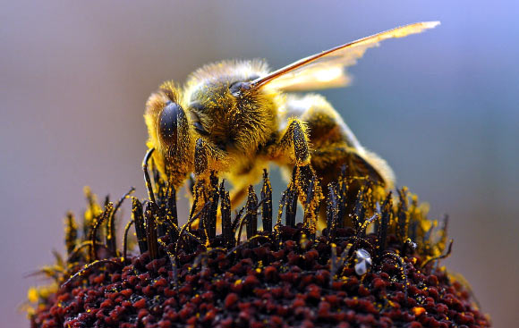 科学家确定帮助蜜蜂寻找花朵的基因