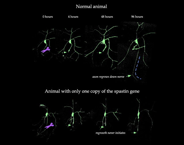 科学家确定神经再生所需的基因