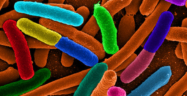 人类基因影响肠道微生物区系