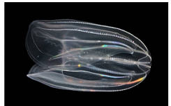生物发光梳状果冻开始揭示视觉的进化
